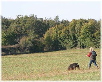 Elevage du CLOS DE LA LUETTE - COPYRIGHT DEPOSE